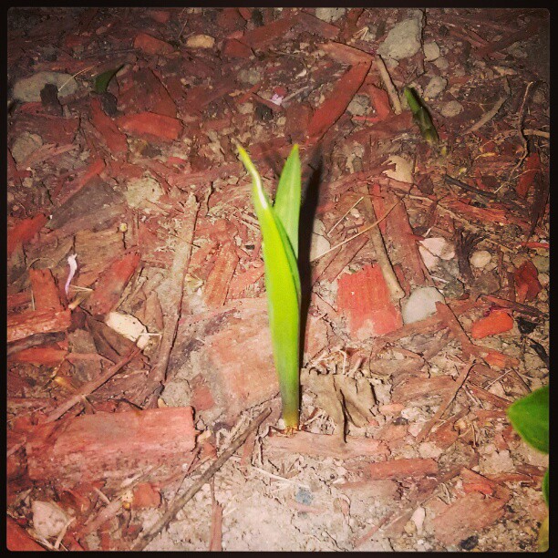 Garlic plant is growing. - from Instagram