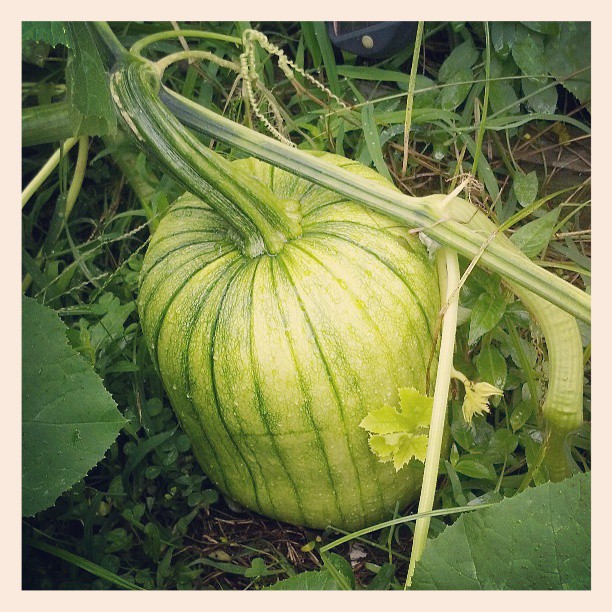 Waiting for these bad boys to get ripe so we can make our Pumpkin Ale. - from Instagram