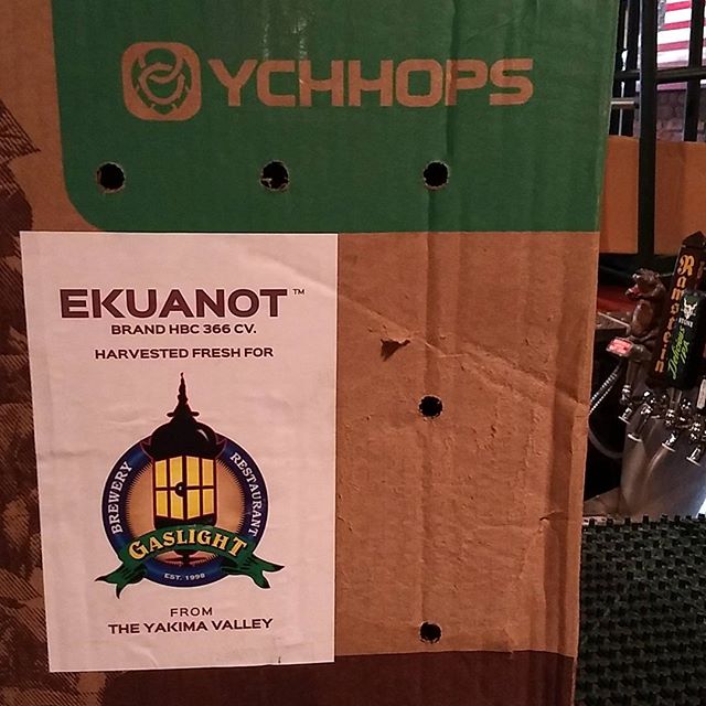 Just the delivery. Brewing the beer right now. Going into the fermenter in  a few hours. Going on tap in about 2 weeks. Can't wait. Smells #amazing #wethops #greenhops #ychhops #ekuanot #ipa - from Instagram